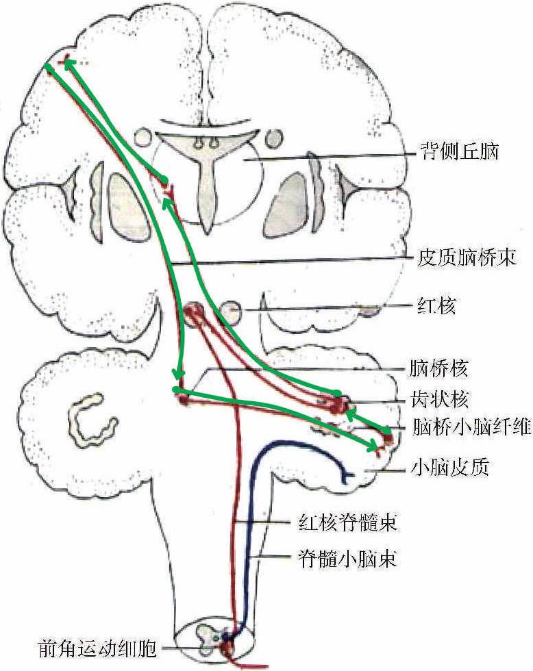 十、锥体外系、边缘系统与自主神经系统的组成及功能